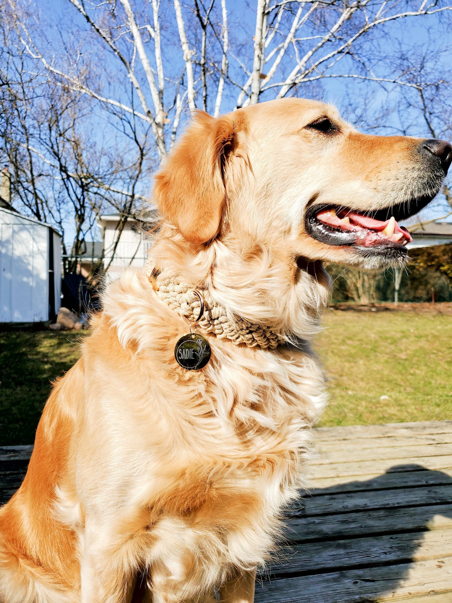 Golden retriever wearing a Round dog tag for dog collar